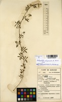 Filed as Antopetitia abyssinica A.Rich. [family FABACEAE]