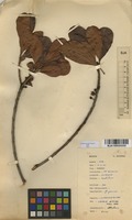 Filed as Uapaca nitida Mull.Arg. [family EUPHORBIACEAE]