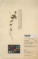 Filed as Impatiens assurgens Baker [family BALSAMINACEAE]