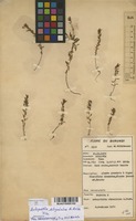 Filed as Antopetitia abyssinica A.Rich. [family FABACEAE]