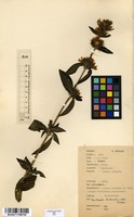 Filed as Dyschoriste trichocalyx (Oliv.) Lindau [family ACANTHACEAE]