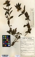 Filed as Dyschoriste trichocalyx Lindau [family ACANTHACEAE]