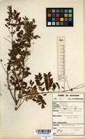 Filed as Caesalpinia decapetala (Roth) Alston [family CAESALPINIACEAE]