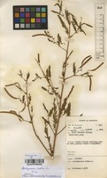Filed as Aeschynomene indica L. [family FABACEAE]