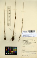 Filed as Romulea camerooniana Baker [family IRIDACEAE]