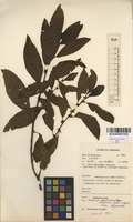 Filed as Clutia abyssinica Jaub. & Spach. var. abyssinica (Pax) Pax [family EUPHORBIACEAE]
