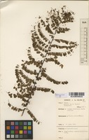 Filed as Phyllanthus nummulariifolius Poir. [family EUPHORBIACEAE]