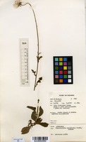 Filed as Crassocephalum crepidioides (Benth.) S.Moore [family ASTERACEAE]