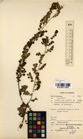 Filed as Phyllanthus nummulariifolius Poir. [family EUPHORBIACEAE]