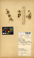 Filed as Impatiens assurgens Baker [family BALSAMINACEAE]