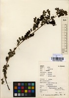 Filed as Phyllanthus nummulariifolius Poir. [family EUPHORBIACEAE]