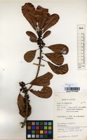 Filed as Uapaca nitida Mull.Arg. [family EUPHORBIACEAE]