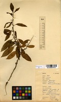 Filed as Clutia abyssinica Jaub. & Spach. var. abyssinica [family EUPHORBIACEAE]