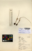 Filed as Romulea camerooniana Baker [family IRIDACEAE]