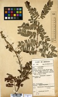 Filed as Caesalpinia decapetala (Roth.) Alston [family CAESALPINIACEAE]