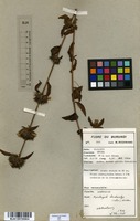 Filed as Dyschoriste trichocalyx (Oliv.) Lindau [family ACANTHACEAE]
