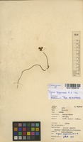 Filed as Vigna pygmaea R.E.Fr. [family FABACEAE]