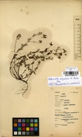 Filed as Antopetitia abyssinica A.Rich. [family FABACEAE]