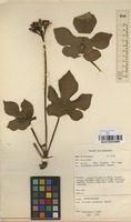 Filed as Jatropha podagrica Hook. [family EUPHORBIACEAE]