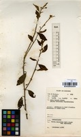 Filed as Clutia abyssinica Jaub. & Spach. var. abyssinica [family EUPHORBIACEAE]
