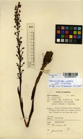 Filed as Disa aconitoides Sond. var. aconitoides [family ORCHIDACEAE]