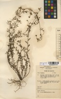 Filed as Antopetitia abyssinica A.Rich. [family FABACEAE]