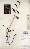 Filed as Phyllanthus nummulariifolius Poir. [family EUPHORBIACEAE]
