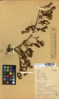 Filed as Caesalpinia decapetala (Roth) Alston [family CAESALPINIACEAE]