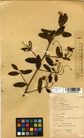 Filed as Capparis tomentosa Lam. [family CAPPARACEAE]