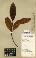 Filed as Uapaca nitida Mull.Arg. [family EUPHORBIACEAE]