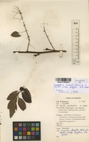 Filed as Indigofera homblei Baker f. & Mlle Martin subsp. longiflora J.B.Gillett [family FABACEAE]