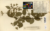 Filed as Rubus apetalus Poir. f. pyramidalis C.E.Gust. [family ROSACEAE]