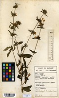 Filed as Dyschoriste trichocalyx (Oliv.) Lindau [family ACANTHACEAE]