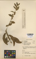 Filed as Clutia abyssinica Jaub. & Spach. [family EUPHORBIACEAE]