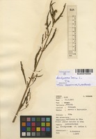 Filed as Aeschynomene indica L. [family FABACEAE]