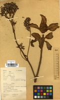 Filed as Kalanchoe lateritia Engl. [family CRASSULACEAE]