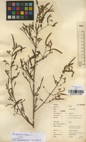 Filed as Aeschynomene indica L. [family FABACEAE]