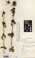 Filed as Dyschoriste trichocalyx Lindau [family ACANTHACEAE]