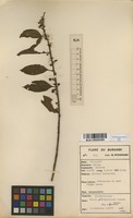 Filed as Clutia abyssinica Jaub. & Spach. var. abyssinica [family EUPHORBIACEAE]