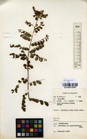 Filed as Phyllanthus nummulariifolius Poir. [family EUPHORBIACEAE]