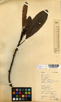 Filed as Uapaca nitida Mull.Arg. [family EUPHORBIACEAE]