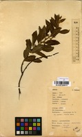 Filed as Clutia abyssinica Jaub. & Spach. [family EUPHORBIACEAE]