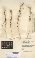 Filed as Antopetitia abyssinica A.Rich. [family FABACEAE]