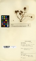 Filed as Kotschya capitulifera (Welw. ex Baker) Dewit & P.A.Duvign. [family FABACEAE]
