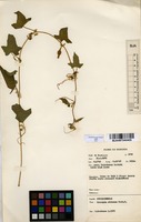 Filed as Oreosyce africana Hook.f. [family CUCURBITACEAE]