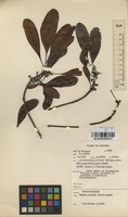 Filed as Uapaca nitida Mull.Arg. [family EUPHORBIACEAE]