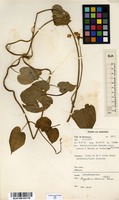 Filed as Pergularia daemia (Forssk.) Chiov. [family ASCLEPIADACEAE]