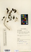 Filed as Ruellia patula Jacq. [family ACANTHACEAE]