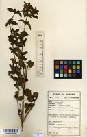 Filed as Dyschoriste trichocalyx (Oliv.) Lindau [family ACANTHACEAE]