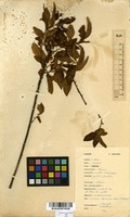 Filed as Clutia abyssinica Jaub. & Spach. [family EUPHORBIACEAE]